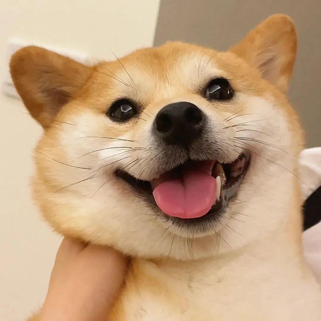 关于狗狗的文案温暖朋友圈（养狗治愈不开心的句子）