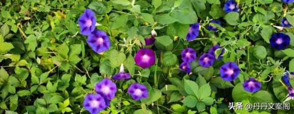 美女文案写吸引人朋友圈（让人心动的魅力女文案）