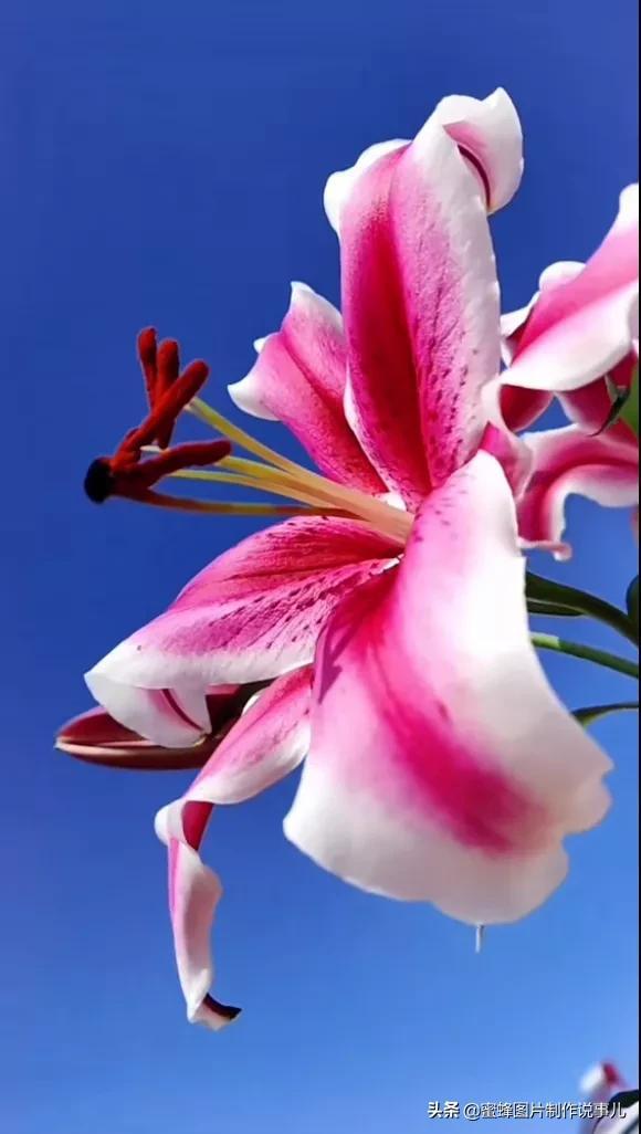 小野花的唯美句子简短一点(朋友圈晒花的唯美句子)