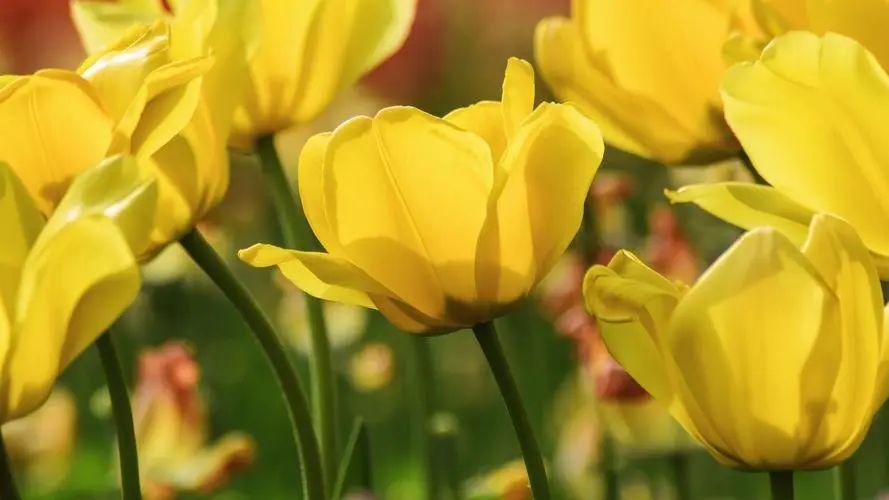 关于郁金香的文案高级语录（郁金香发朋友圈的句子）