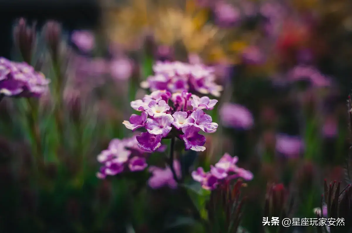 美到让人窒息的星座女(被称为绝世美人的星座)