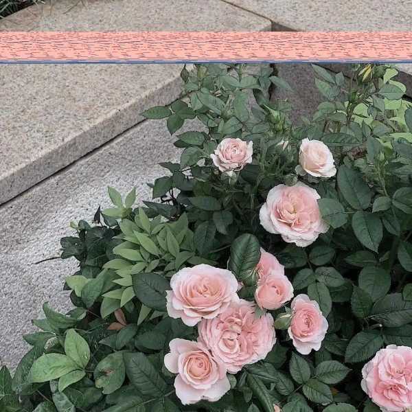 抖音创业文案吸引人句子（创业文案正能量励志句子）