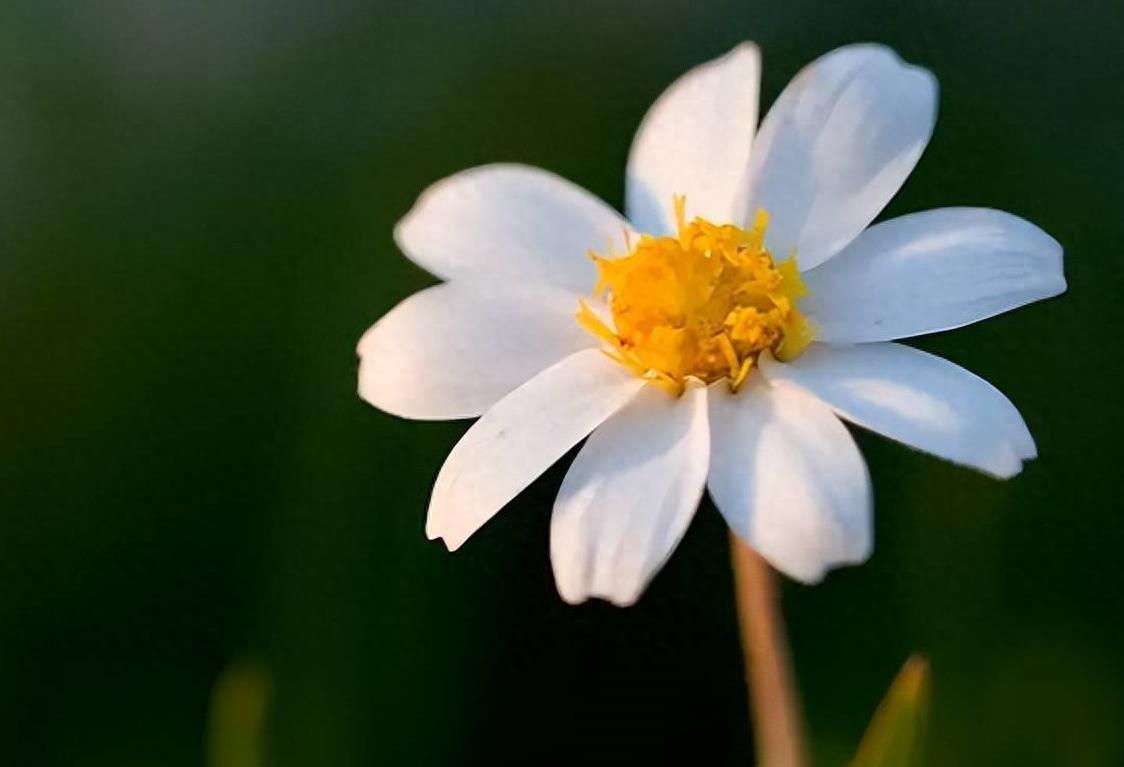 87属兔女2024年全年运势(2024属兔女年财运详解)