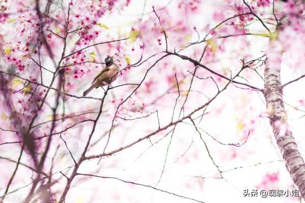 表达喜欢的文案短句隐匿（对一个人心动的感觉句子）