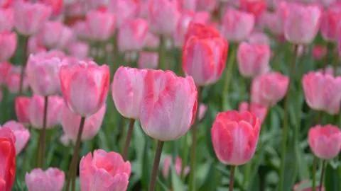 郁金香的文案短句干净治愈（赏郁金香花的心情短语）