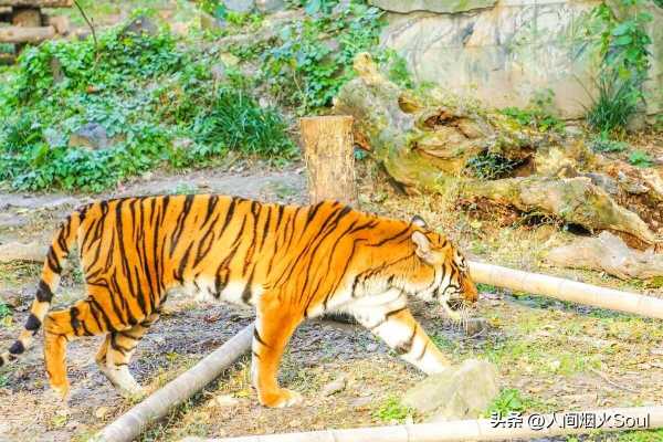 晚年必暴富的3大生肖（一生财运旺最好的属相）