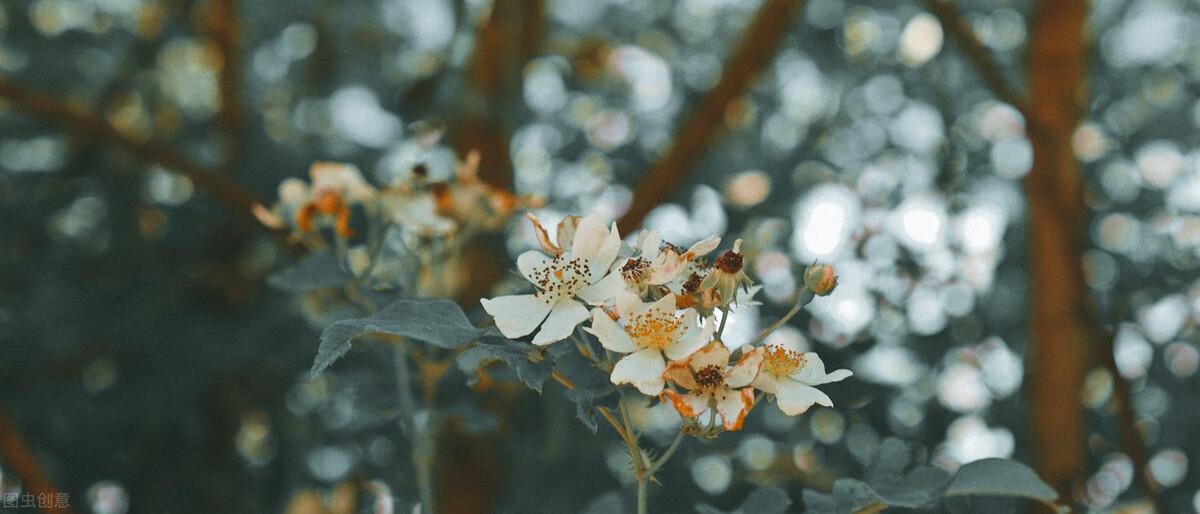 中年人的无奈的文案心酸短句(突然一瞬间心情好低落句子)