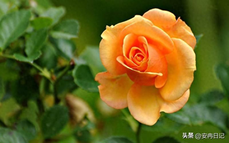 98几月出生的虎女是富贵命(属虎女人富贵的出生日)