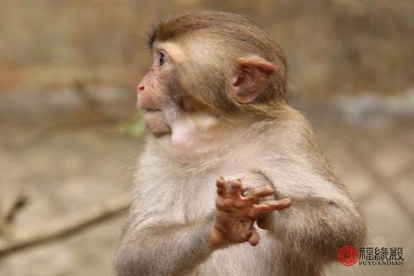 男猴女鸡能过一辈子吗婚姻（男猴女鼠婚姻是否相配）