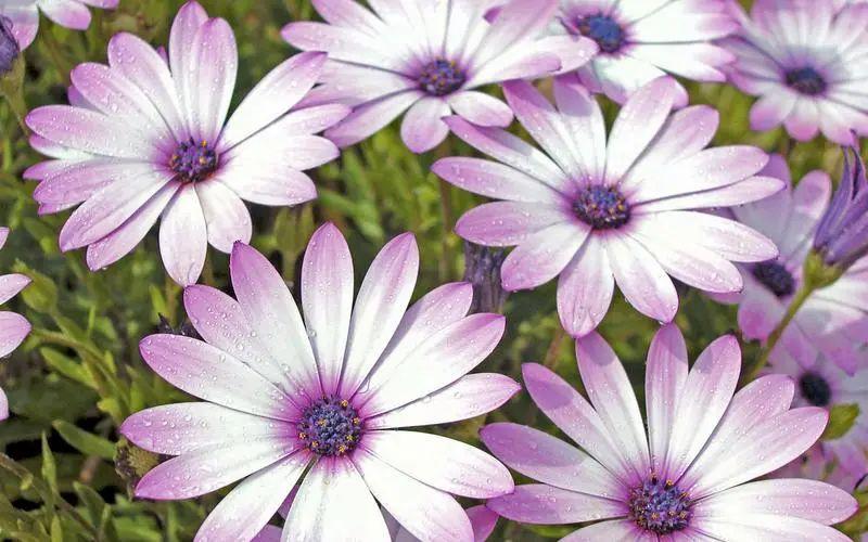 人到中年怀念青春的文案(怀念青春时光的唯美句子)