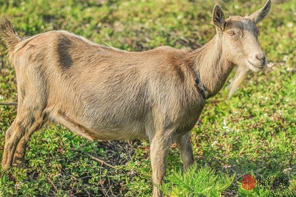 91年属羊必二婚最终归宿(91年属羊最佳婚配表)