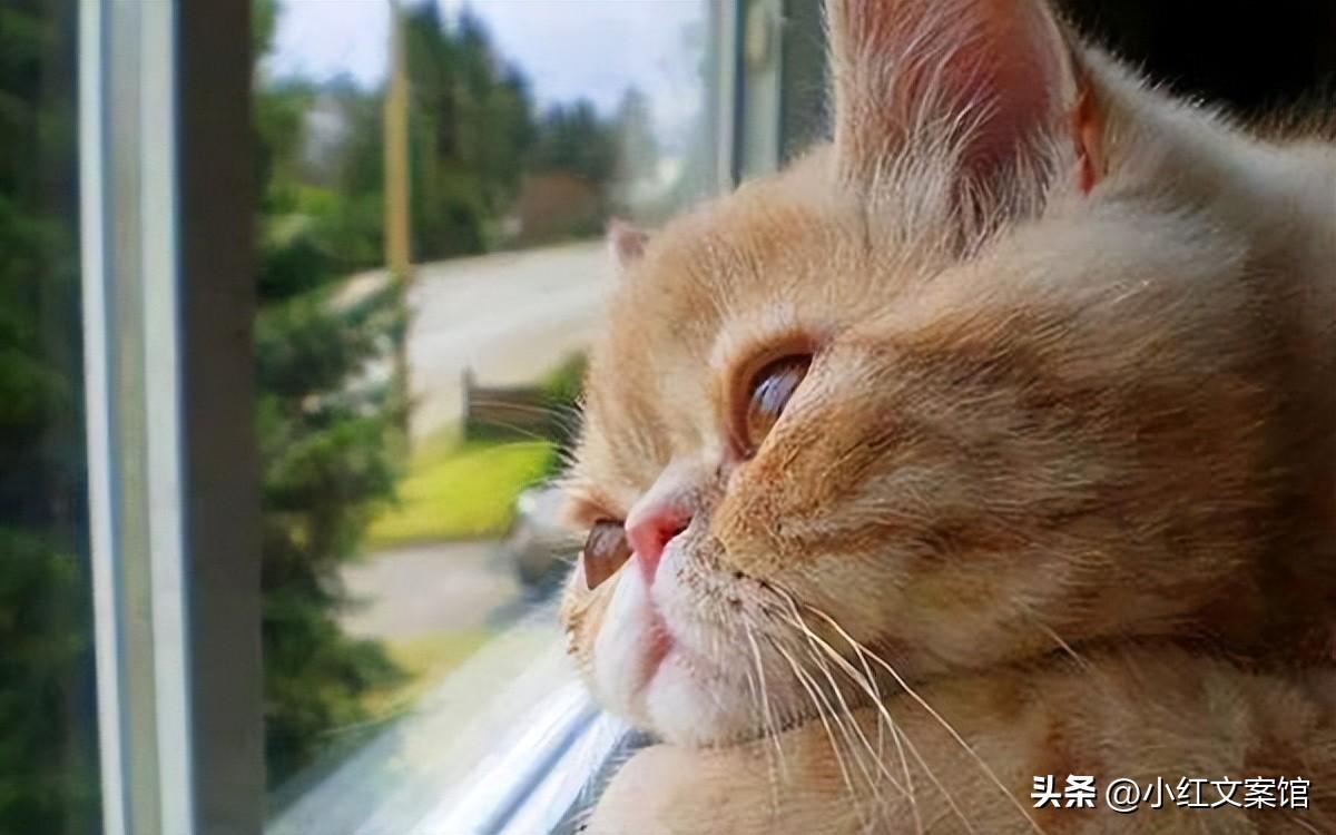 温柔又伤感的高级文案（关于爱情伤感的内涵文案）