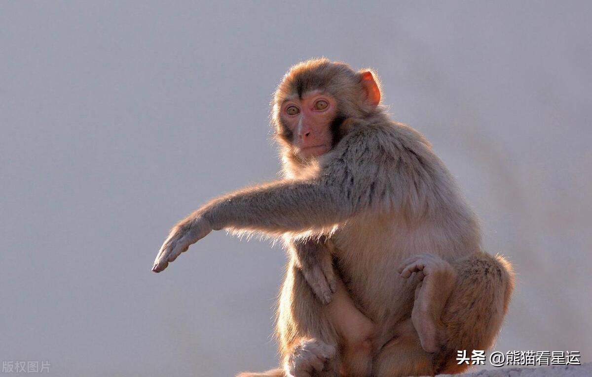 2004年属猴几点出生好命(属猴几点出生大富大贵)