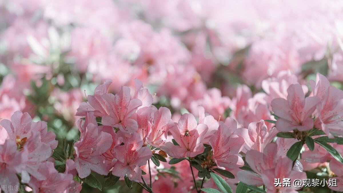 偷偷藏不住神仙文案案段嘉许(适合摘抄的神仙语段)