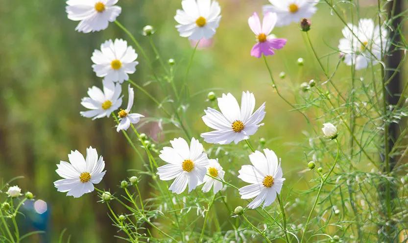 销售文案朋友圈高质量句子(幽默风趣的销售文案)