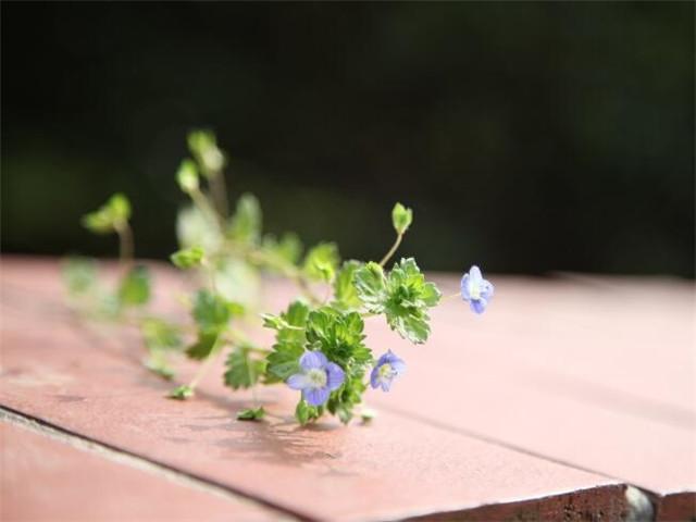 祝我的男孩儿子文案短句(抖音很火的儿子生日短句)