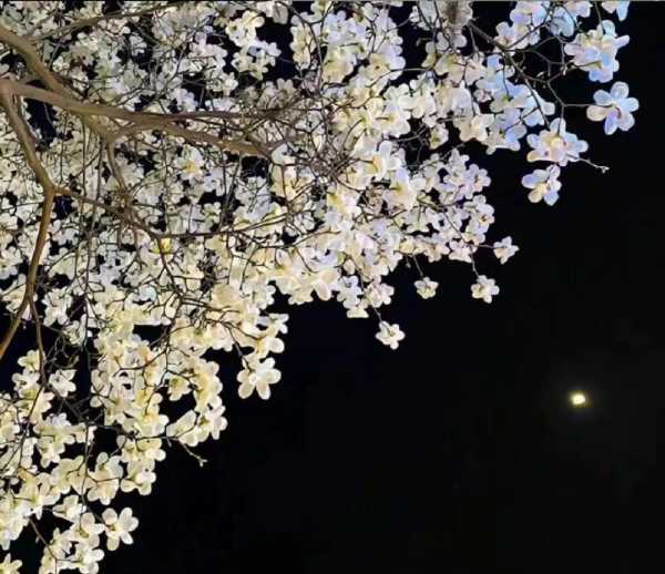 官宣男朋友的文案不明显（低调宣布自己有对象了）