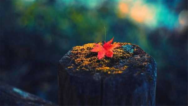 治愈浪漫好听的文案简短（超级治愈的温柔短句文案）