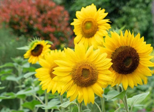 向日葵暖心文案朋友圈说说（关于向日葵的浪漫句子）