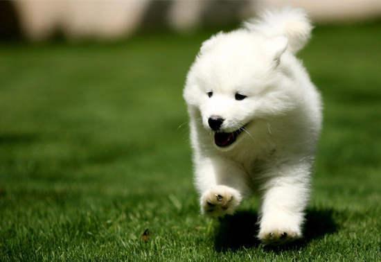 男狗女猪婚姻是否相配(94狗男96鼠女婚配详解)