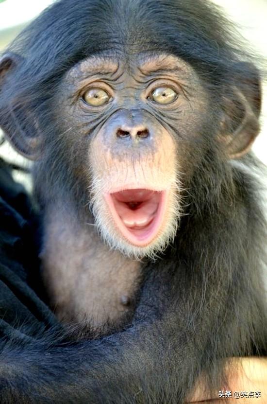 说笑话段子大全爆笑简短（12个笑到岔气的小笑话）