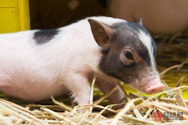 80年属猪40岁后婚姻状况(和生肖猪人最配的属相)