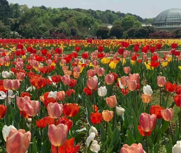 花海文案短句干净治愈（花海拍照发朋友圈配文字）