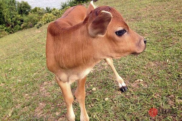 85牛和88龙女相配婚姻结果(生肖牛的最佳婚配属相)