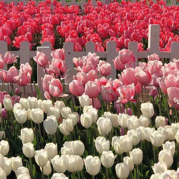 关于喜欢的文案唯美句子（爱情文案浪漫美句）