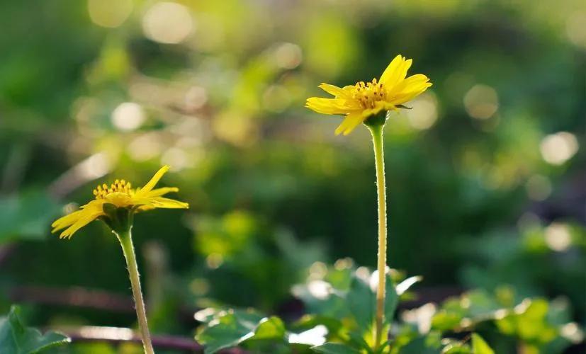 记录美好时光的文案朋友圈（静享时光的唯美词语）