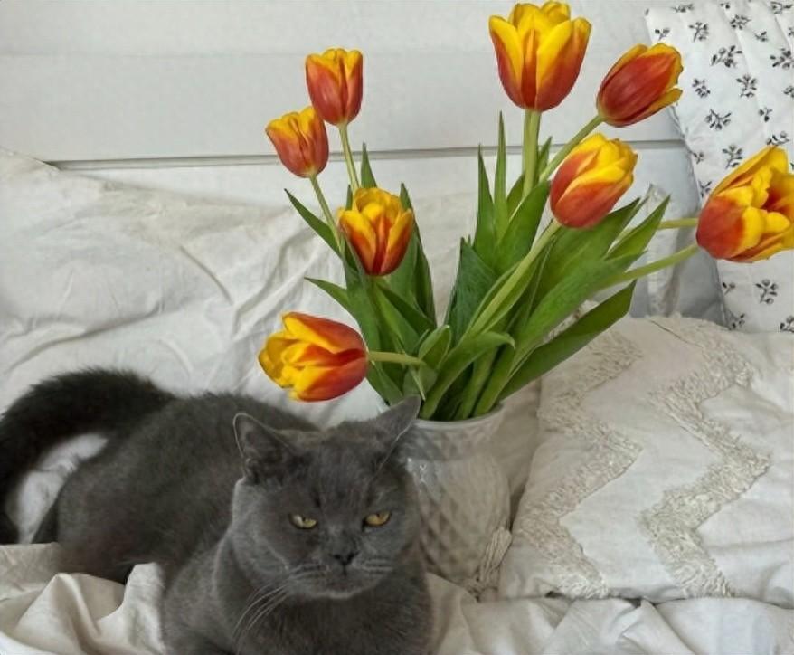 简介文案干净短句幽默（可爱的个人简介简短）