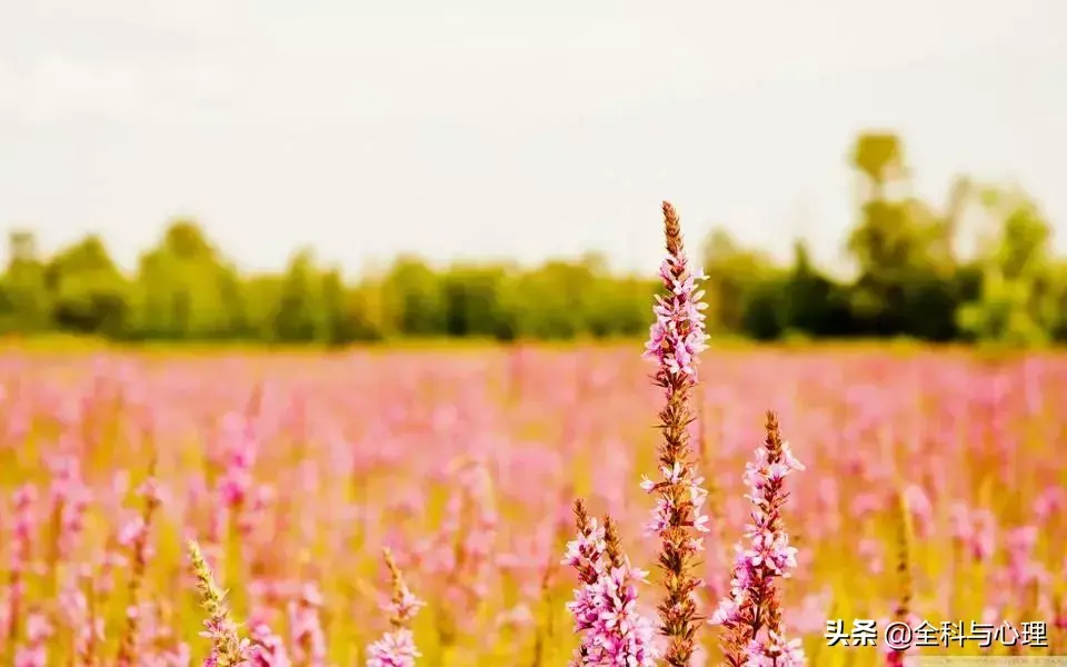 高级抒情文案短句伤感（最触动人心的情感文案）