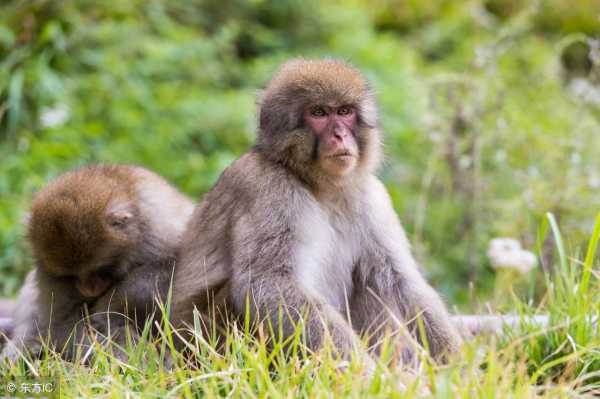 68年属猴56岁命中注定（1968年属猴人出生月命运）