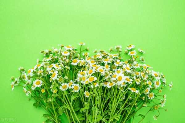 真诚善良的文案朋友圈说说(心存善良正能量唯美句子)