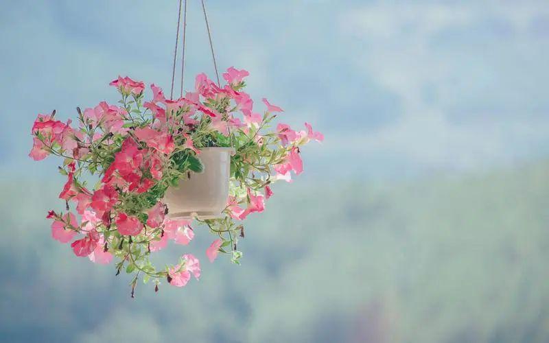 亲自采摘幽默句子唯美（摘野菜发圈的心情说说）