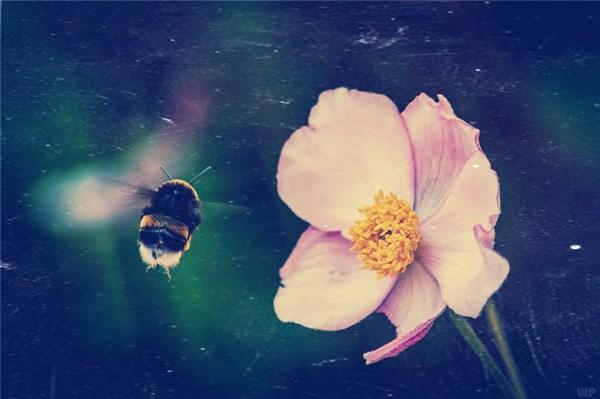 心灵鸡汤文案经典语录励志（最精辟心灵鸡汤的句子）