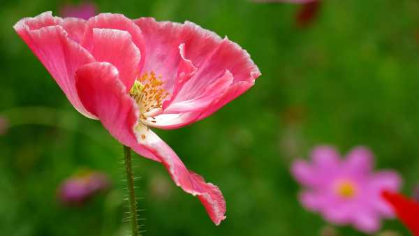 喜欢守护双鱼女的星座男(和双鱼座一生相爱的星座)