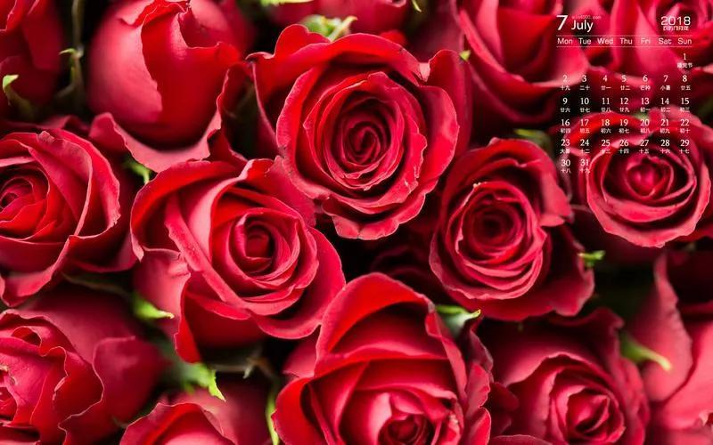 玫瑰文案小众惊艳朋友圈（关于玫瑰的爱情文案）