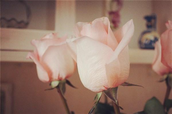 爱而不得的扎心文案伤感（爱而不得的凄美句子）