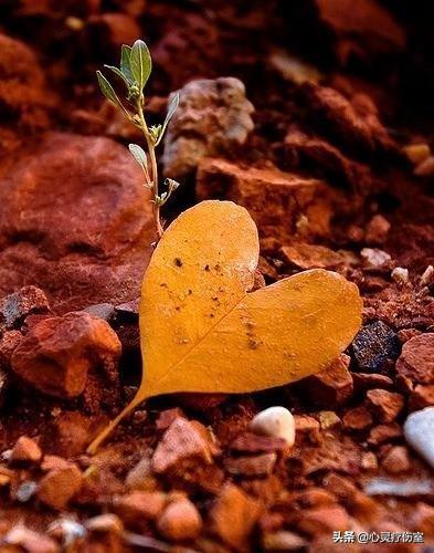 被秒赞的幽默走心文案（朋友圈被秒赞的搞笑句子）