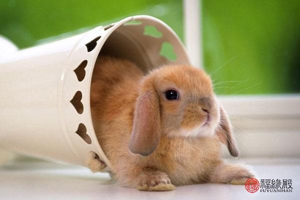 87年男兔和87年女兔婚姻(87年属兔婚姻最终归宿)