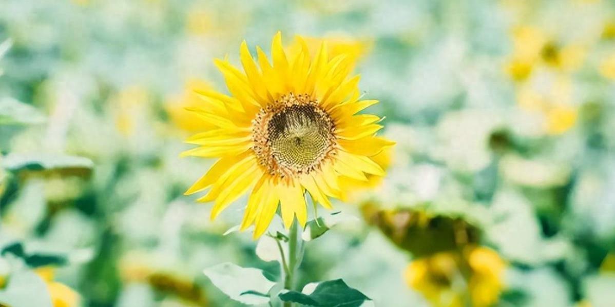 2024年属兔男1987运势(属兔人2024年运势及运程)