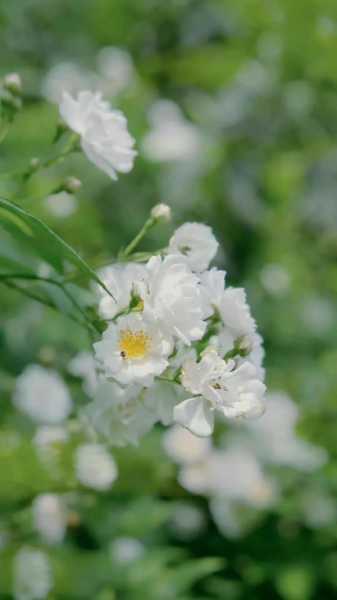 关于蔷薇花短句唯美说说（蔷薇花朋友圈爱情配文）