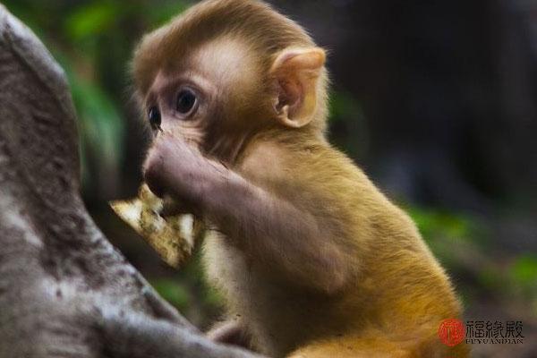 80的猴跟83年的猪相配(属猴人性格特点及脾气男)